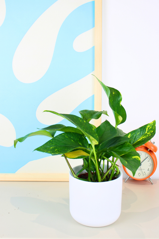 Golden Pothos