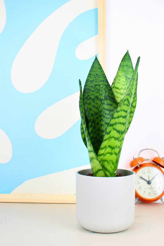 Zeylanica Snake Plant