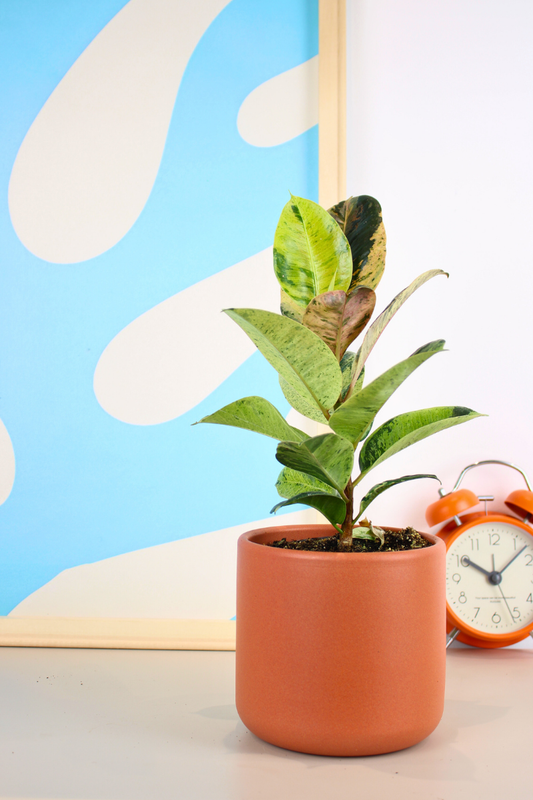 Moonshine Rubber Plant