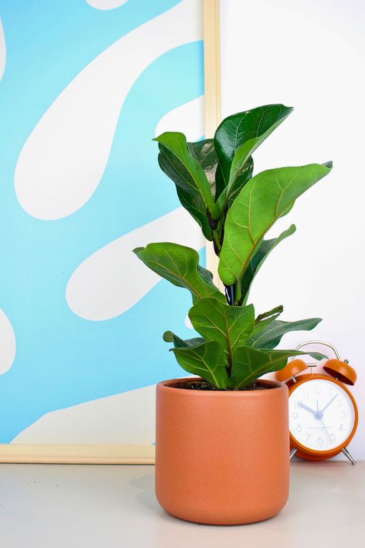 Dwarf Fiddle Leaf Fig