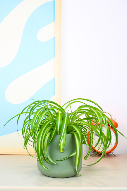 Spider Plant