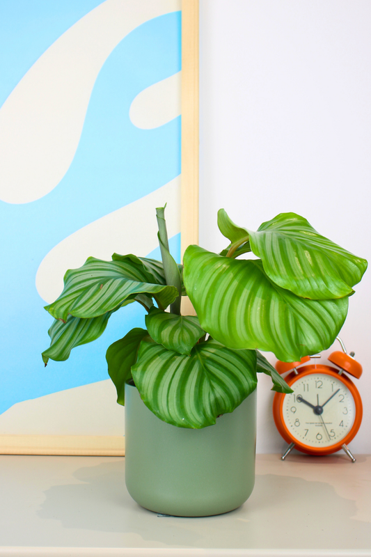 Orbifolia Prayer Plant