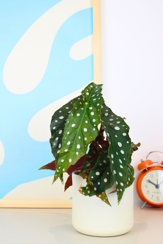 Polka Dot Begonia