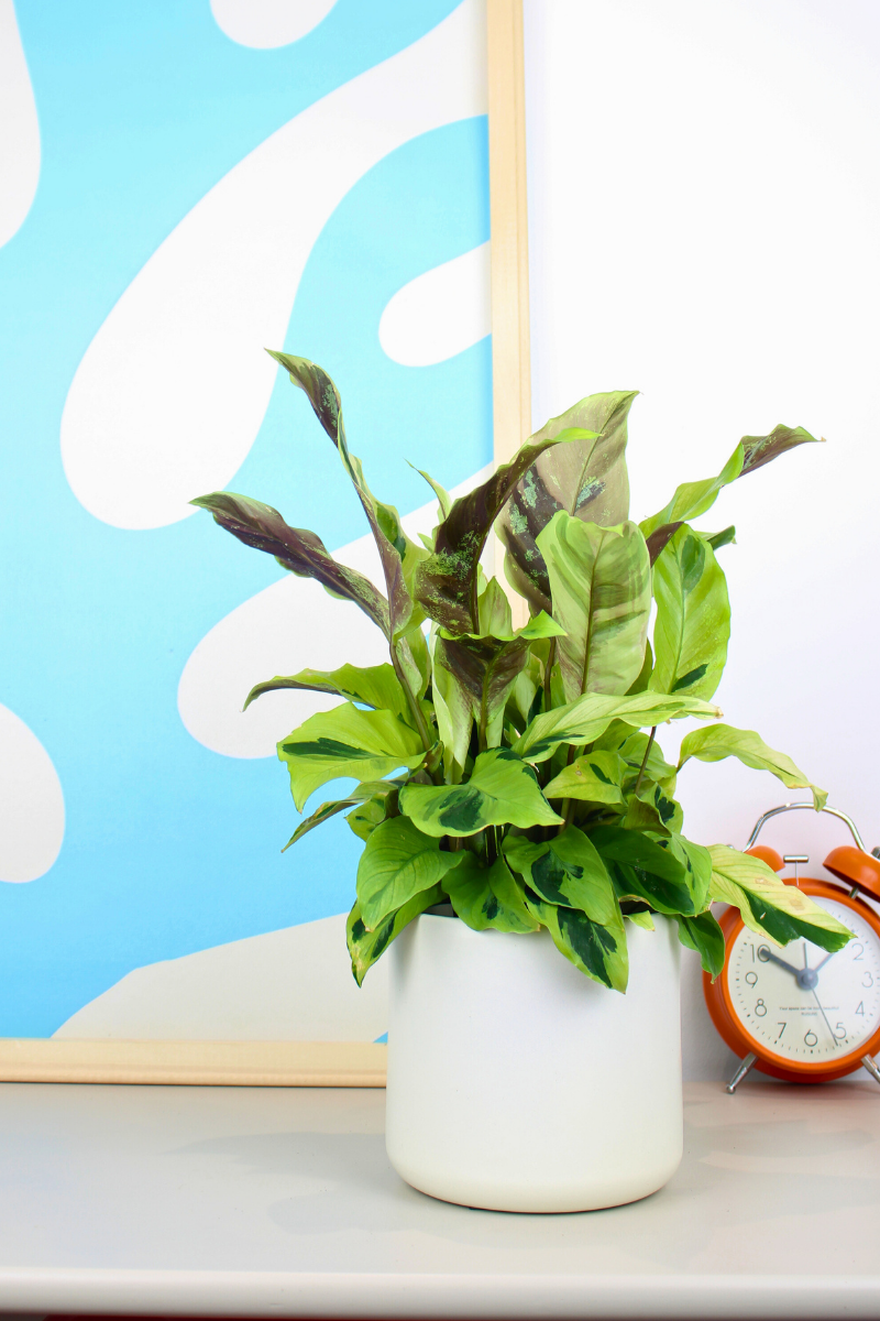 Calathea Yellow Miracle – Zelen