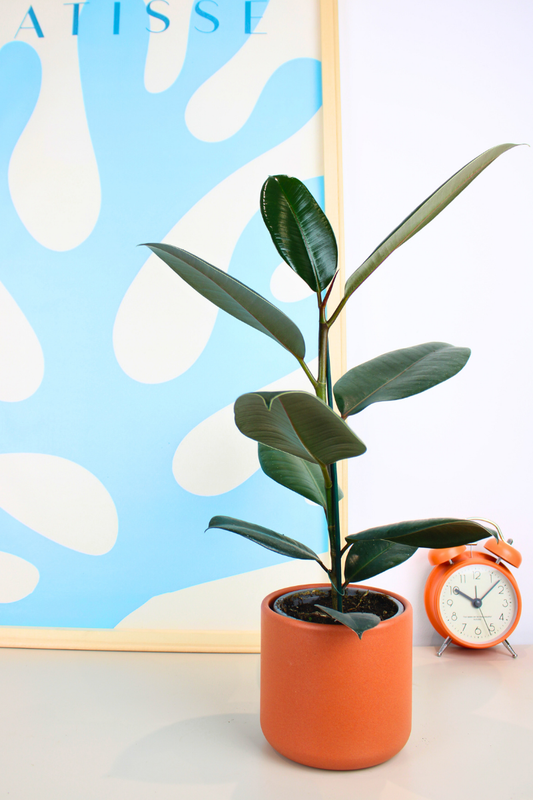 Abidjan Rubber Plant