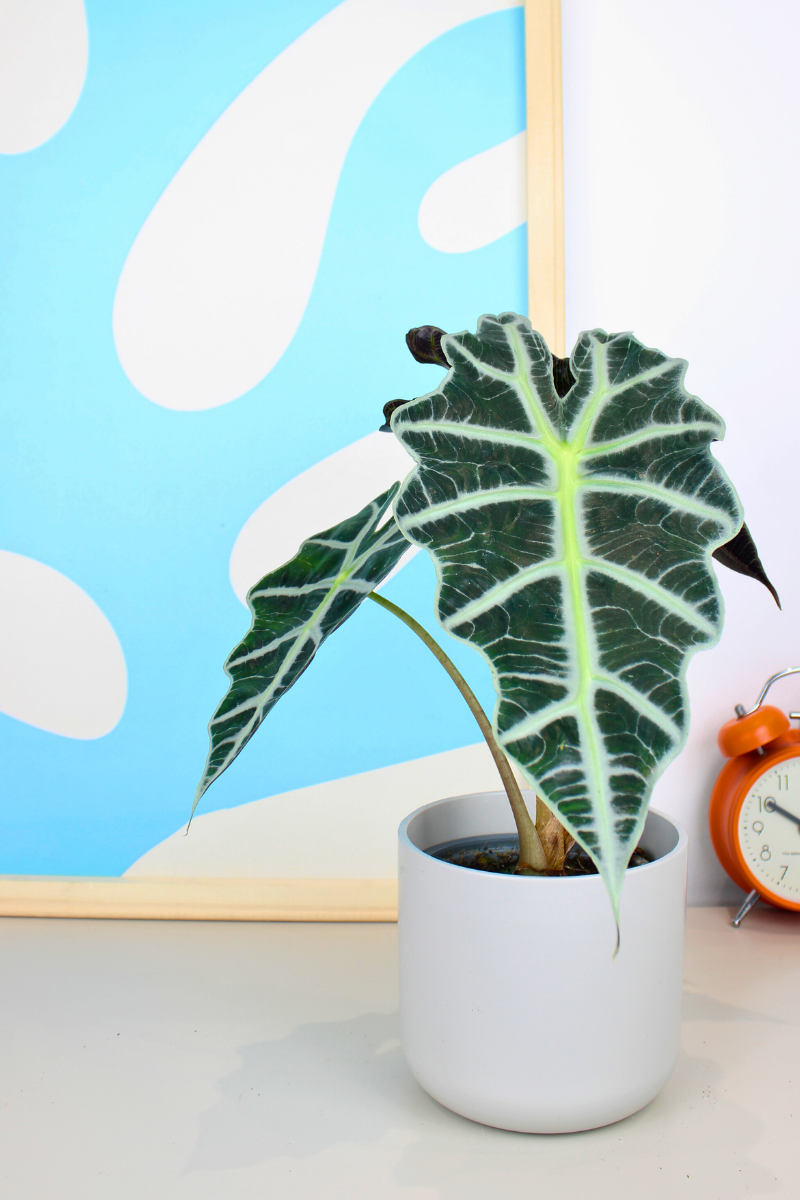 African Mask Plant  Zelen