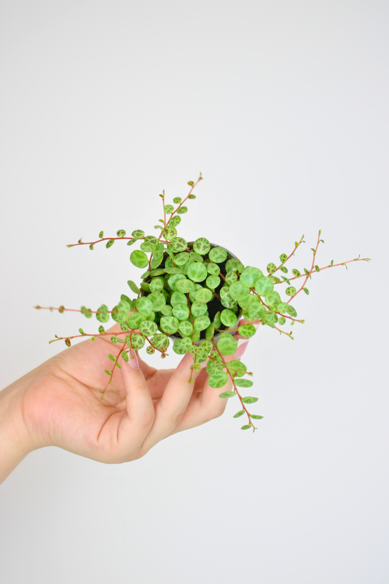 Lil String of Turtles