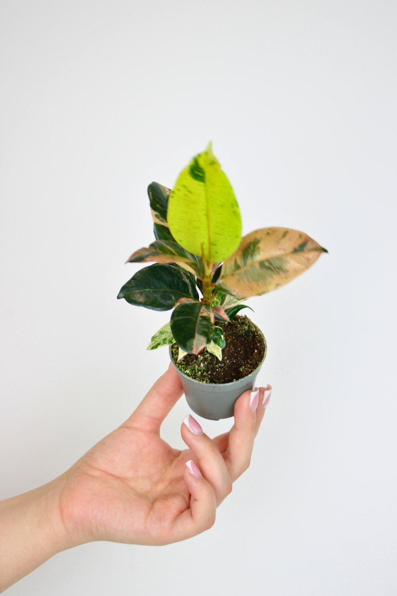 Lil Moonshine Rubber Plant
