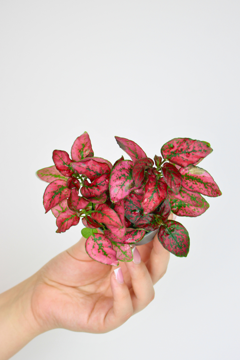 Lil Red Polka Dot Plant