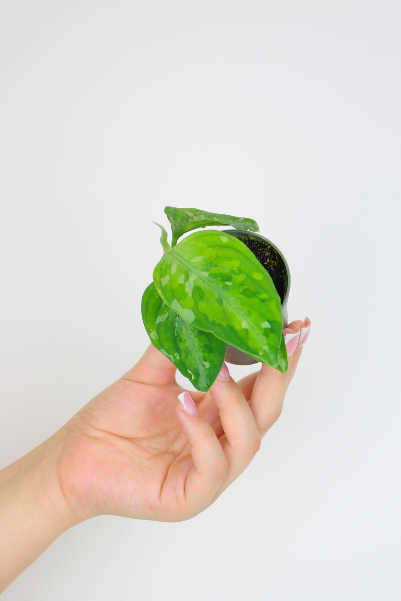 Lil Camo Plant