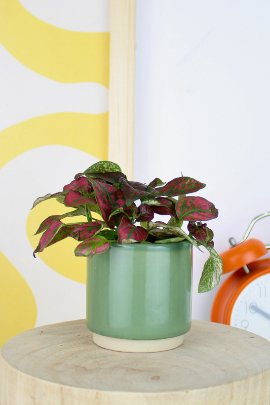 Lil Red Polka Dot Plant