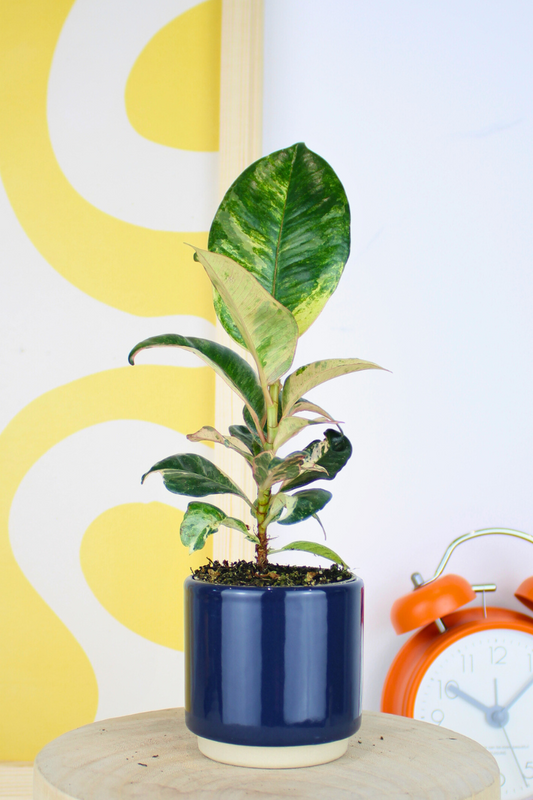 Lil Moonshine Rubber Plant