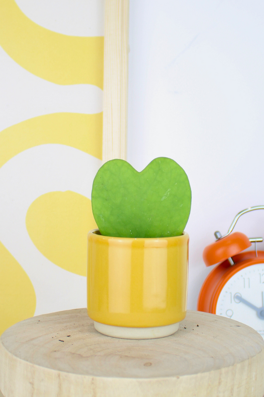 Lil Sweetheart Plant