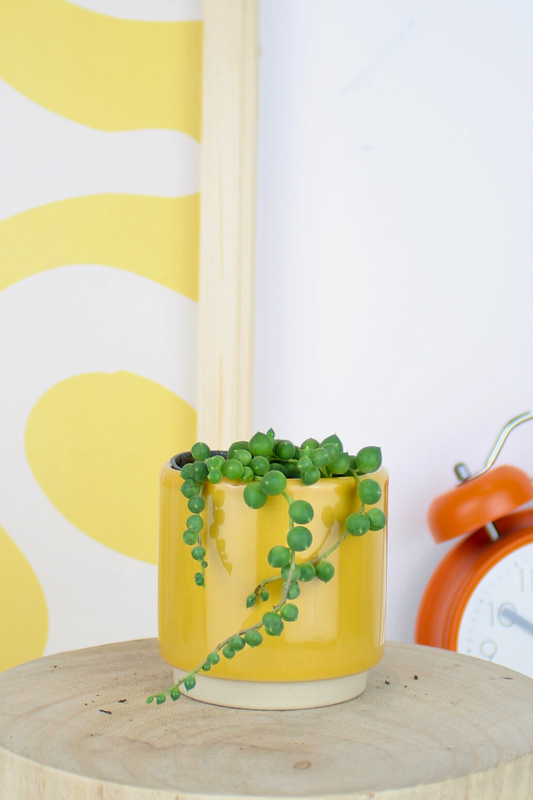 Lil String of Pearls