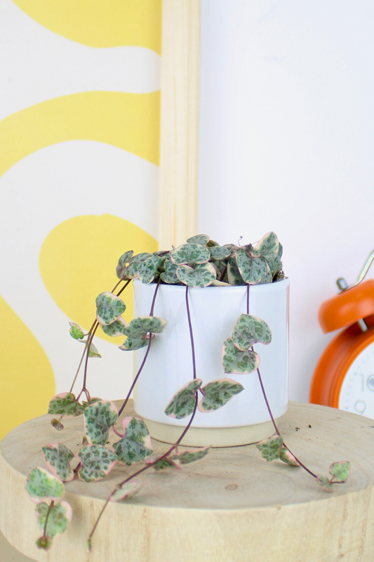 Lil String of Hearts