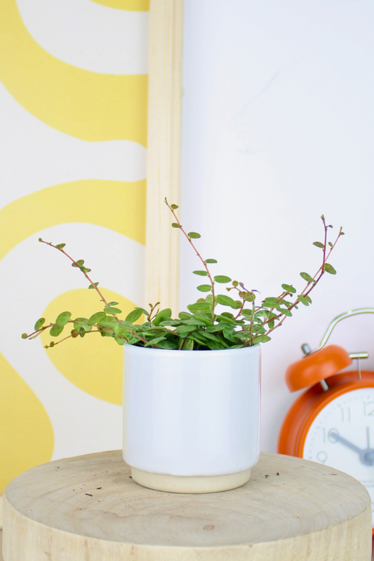 Lil String of Turtles