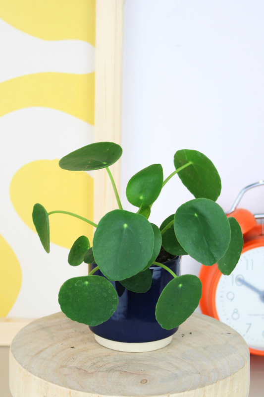 Lil Chinese Money Plant