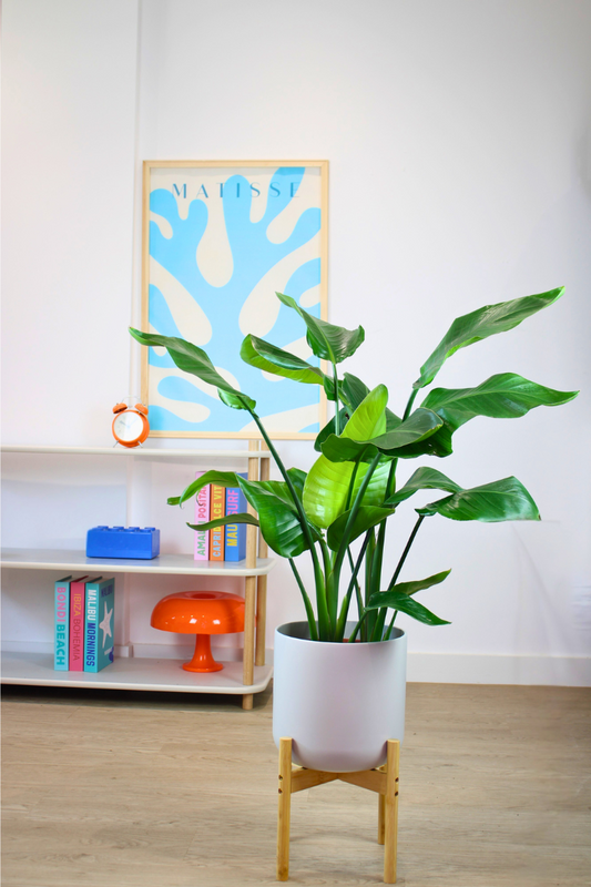 Giant White Bird of Paradise