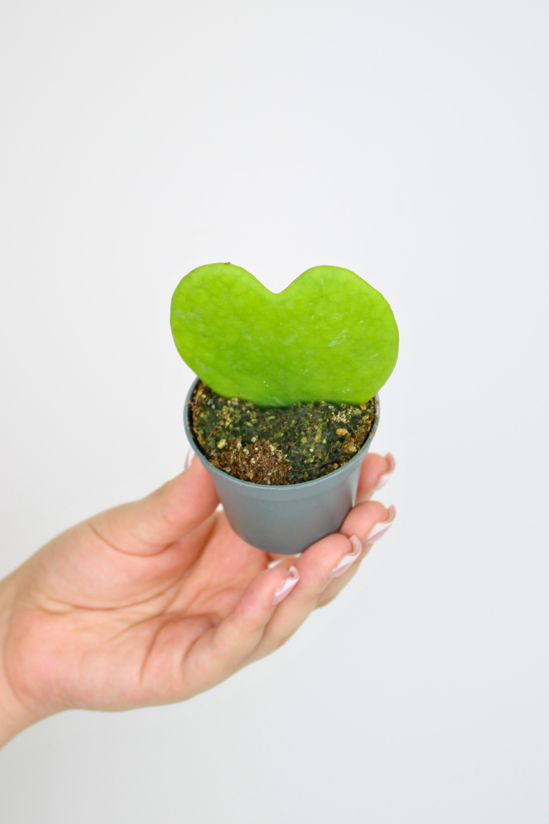 Lil Sweetheart Plant
