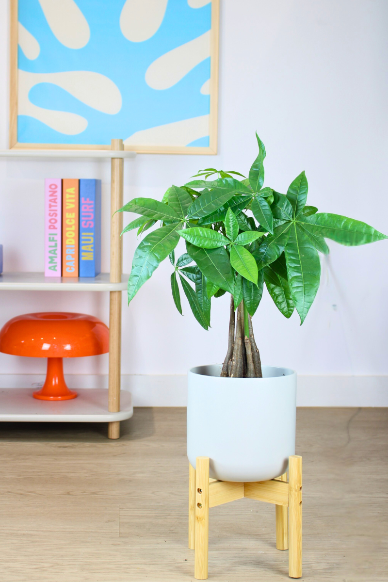 money tree nursery Money Tree – Zelen
