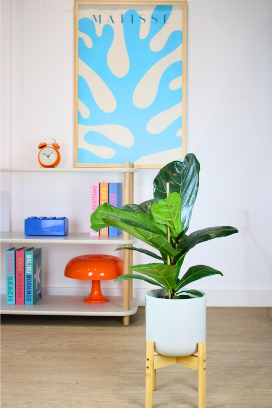 Fiddle Leaf Fig
