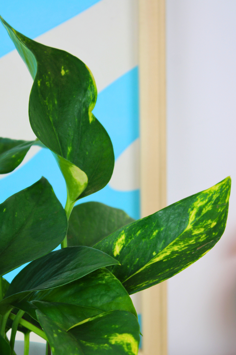 Golden Pothos
