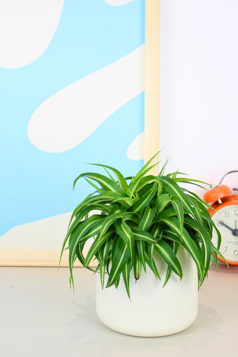 Curly Spider Plant