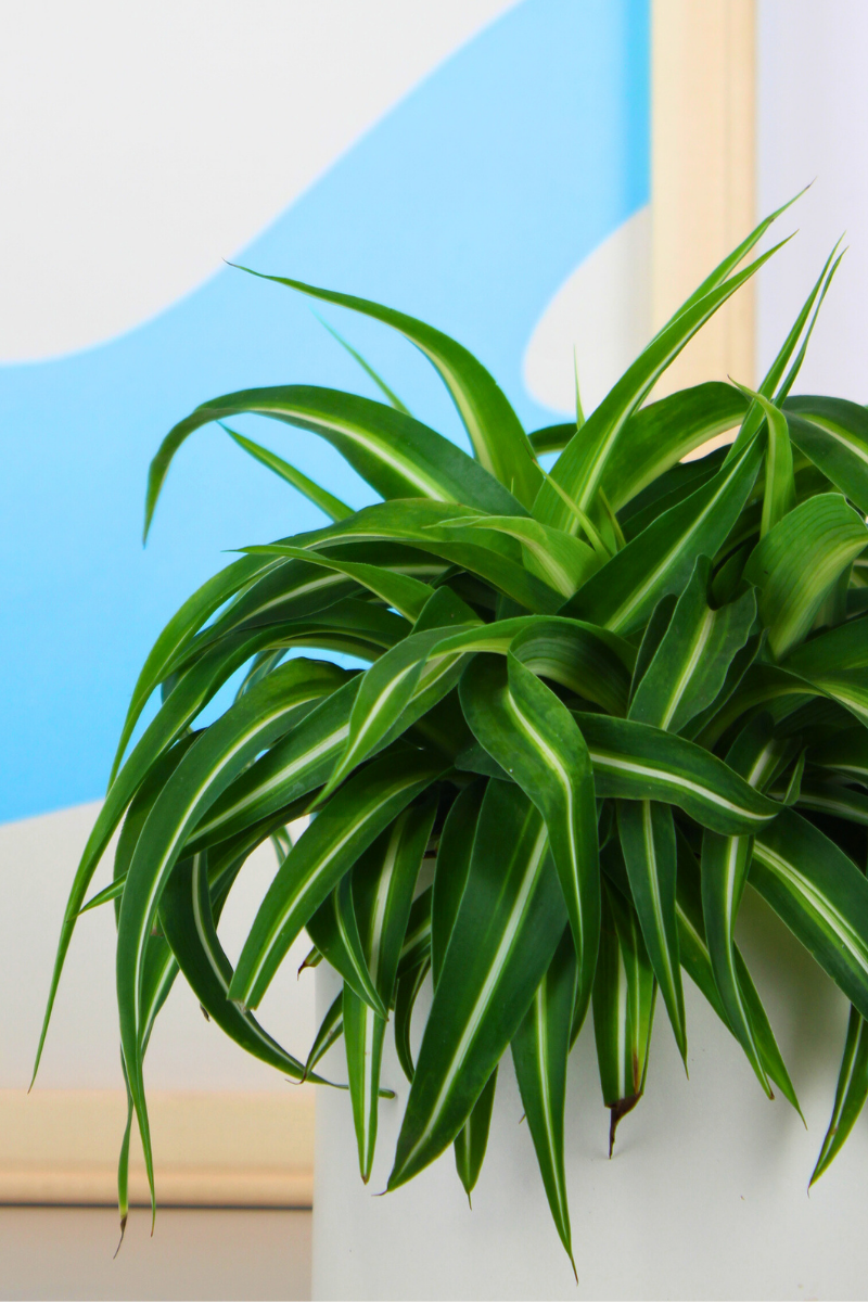 Curly Spider Plant