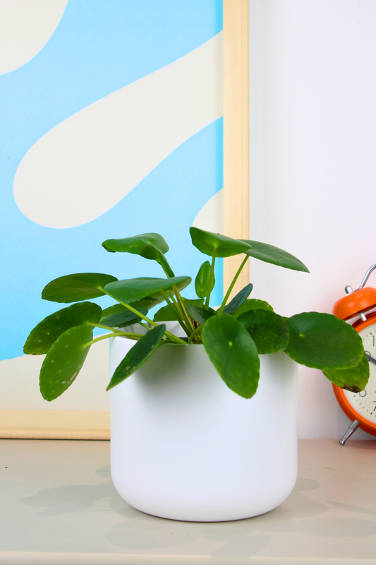 Chinese Money Plant