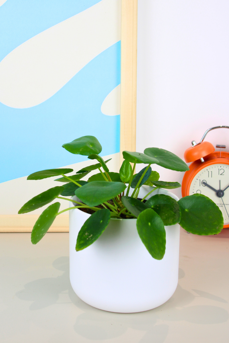 Chinese Money Plant