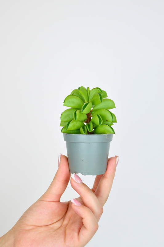 Lil Taco Plant