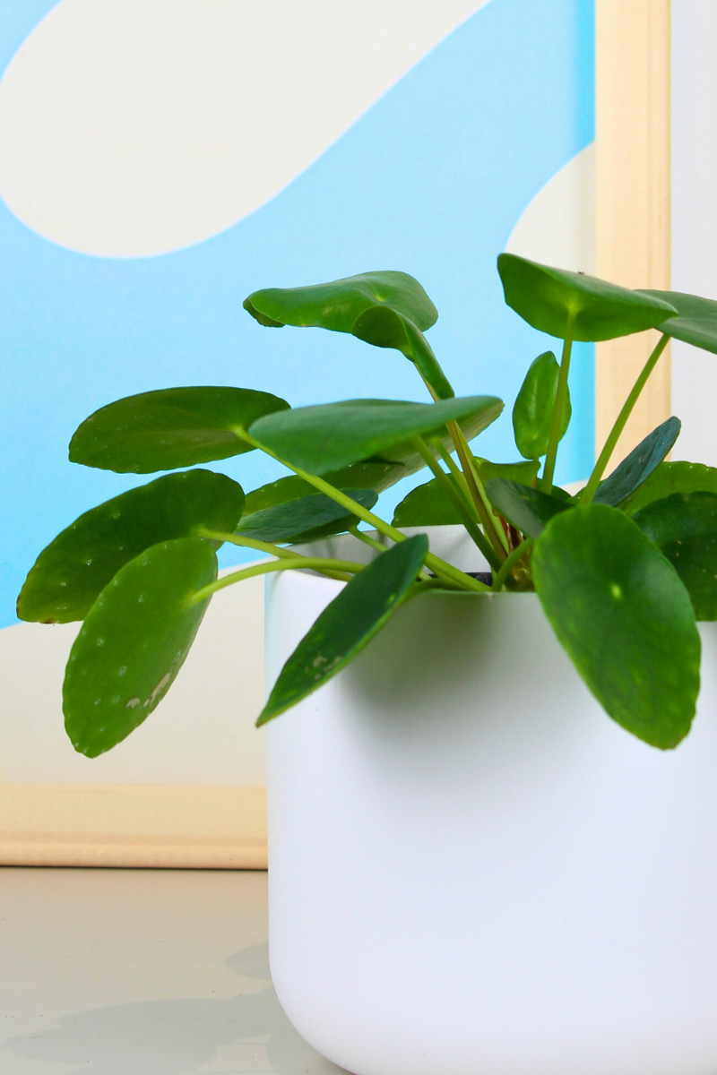 Chinese Money Plant