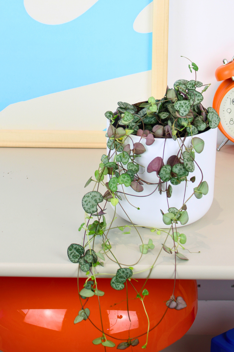 String of Hearts