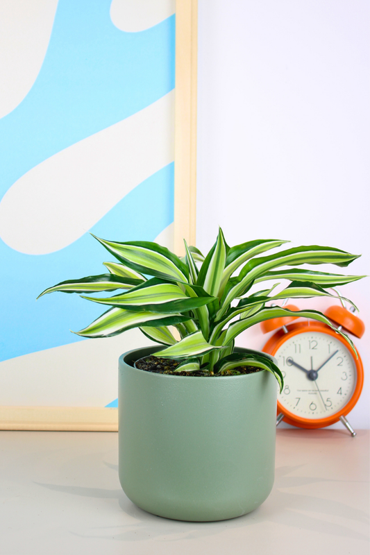 Corn Plant