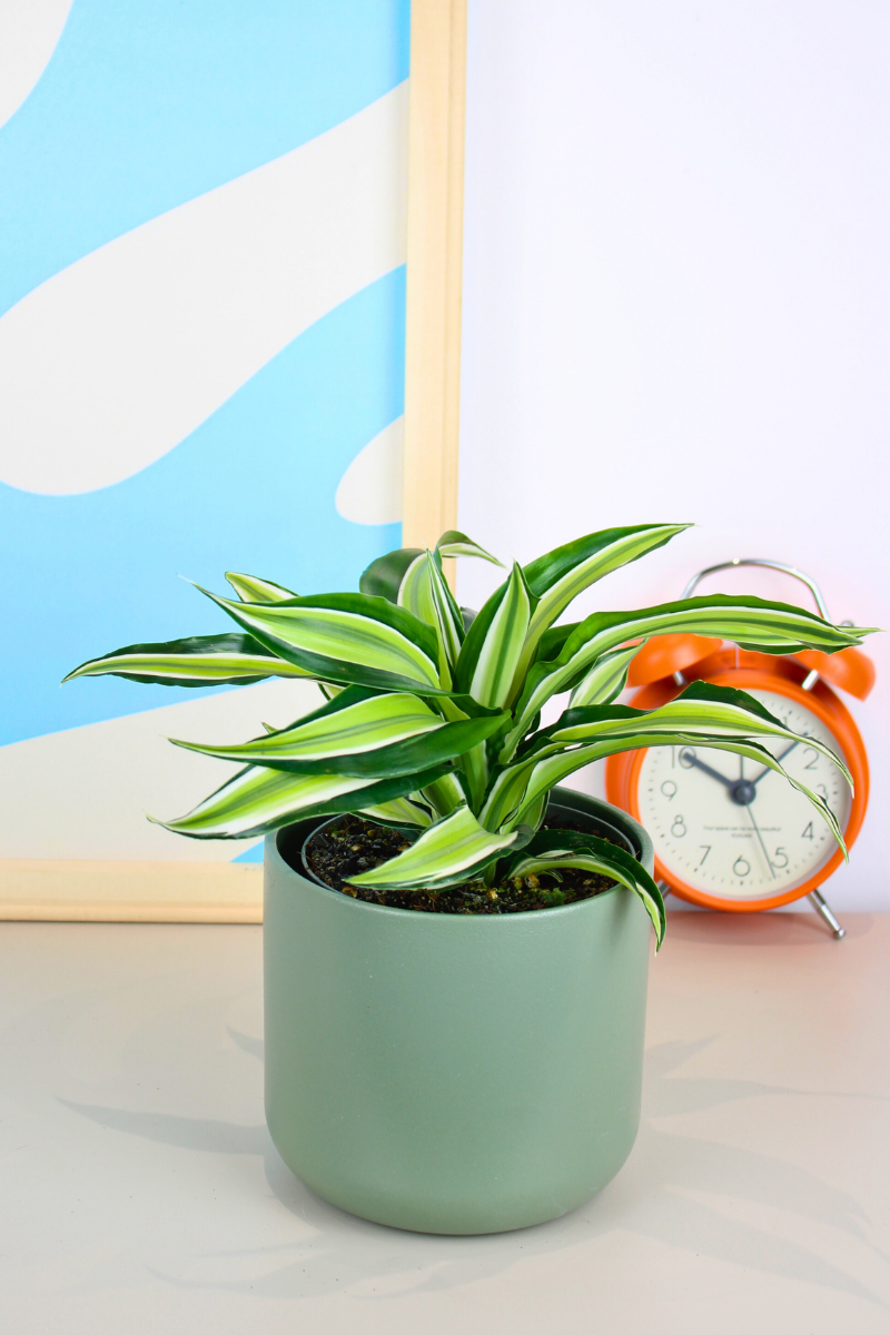Corn Plant