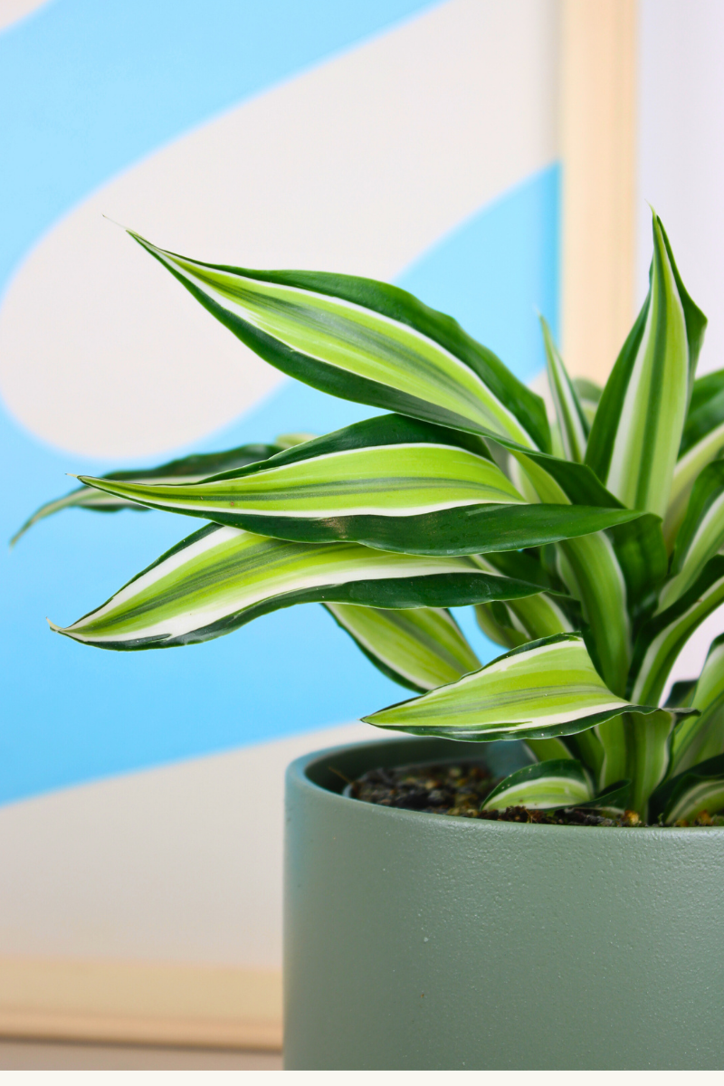 Corn Plant