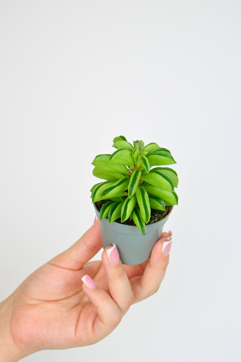 Lil Taco Plant