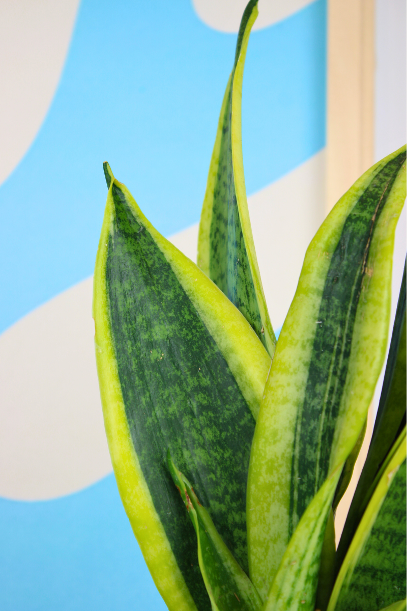 Snake Plant