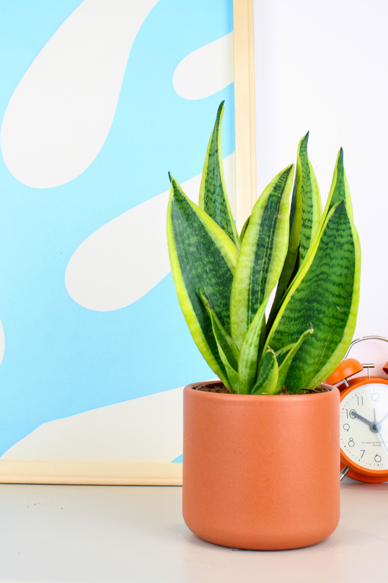 Snake Plant