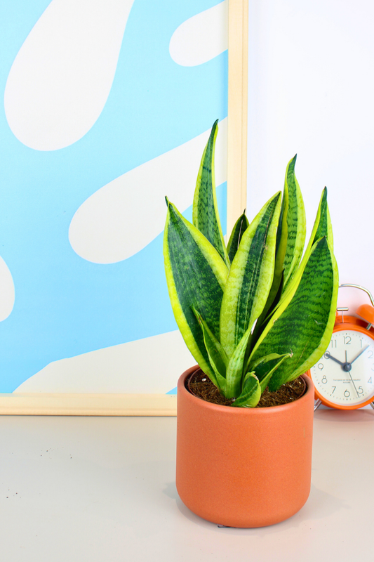Snake Plant