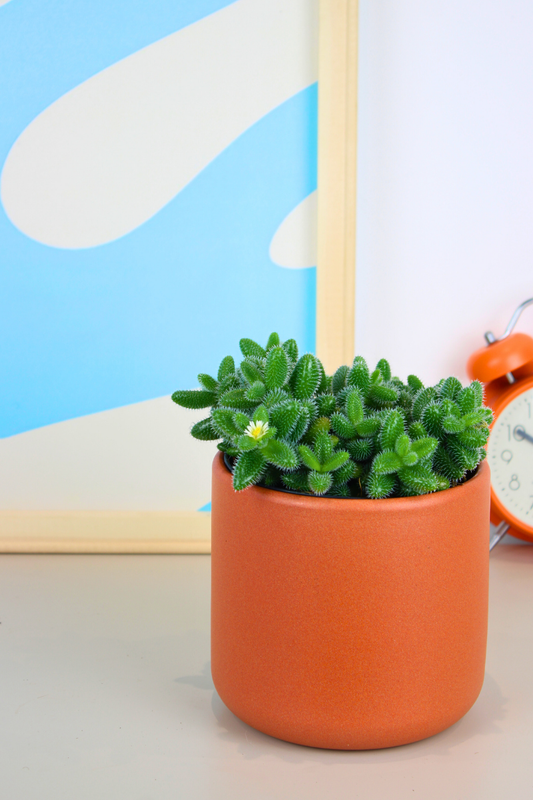 Pickle Plant