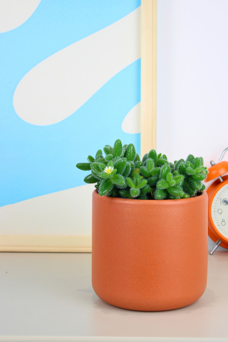 Pickle Plant