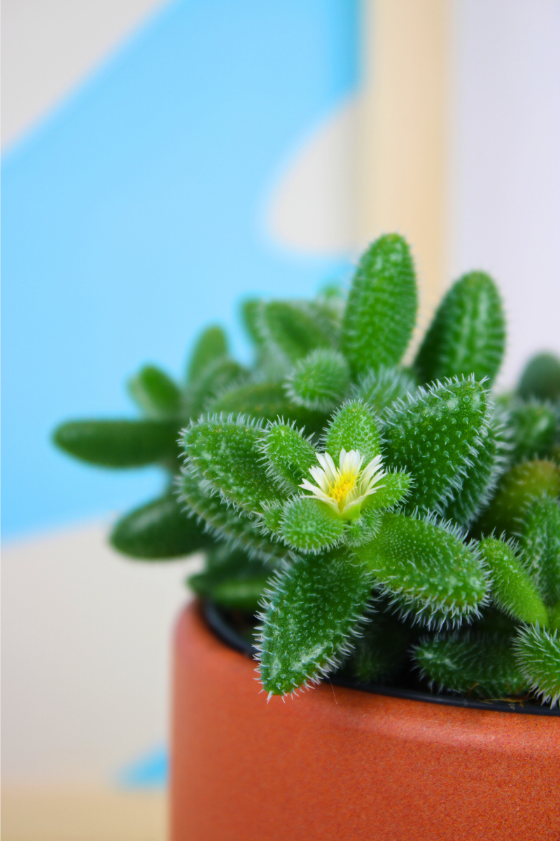 Pickle Plant