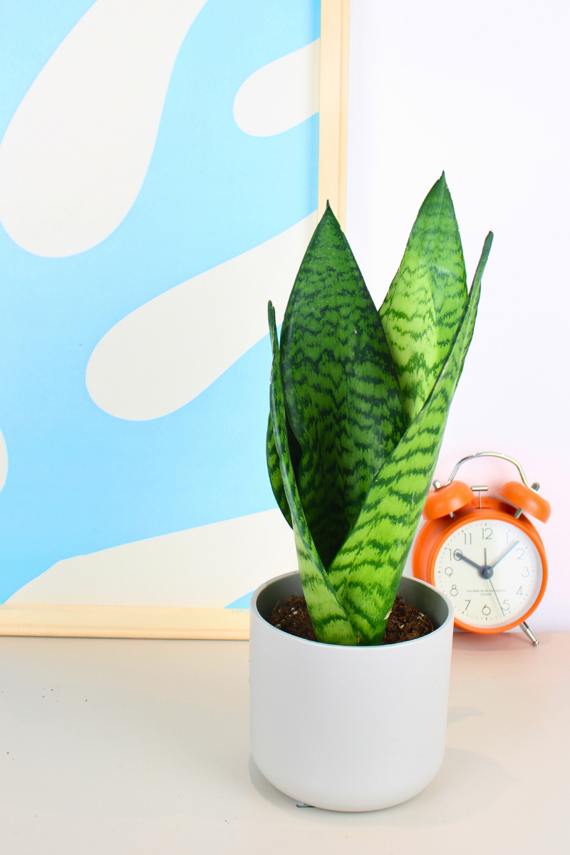 Zeylanica Snake Plant