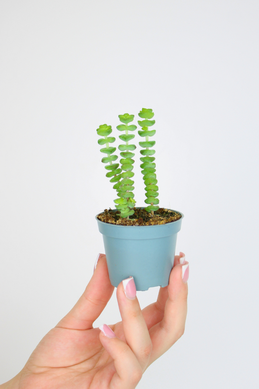 Lil String of Buttons