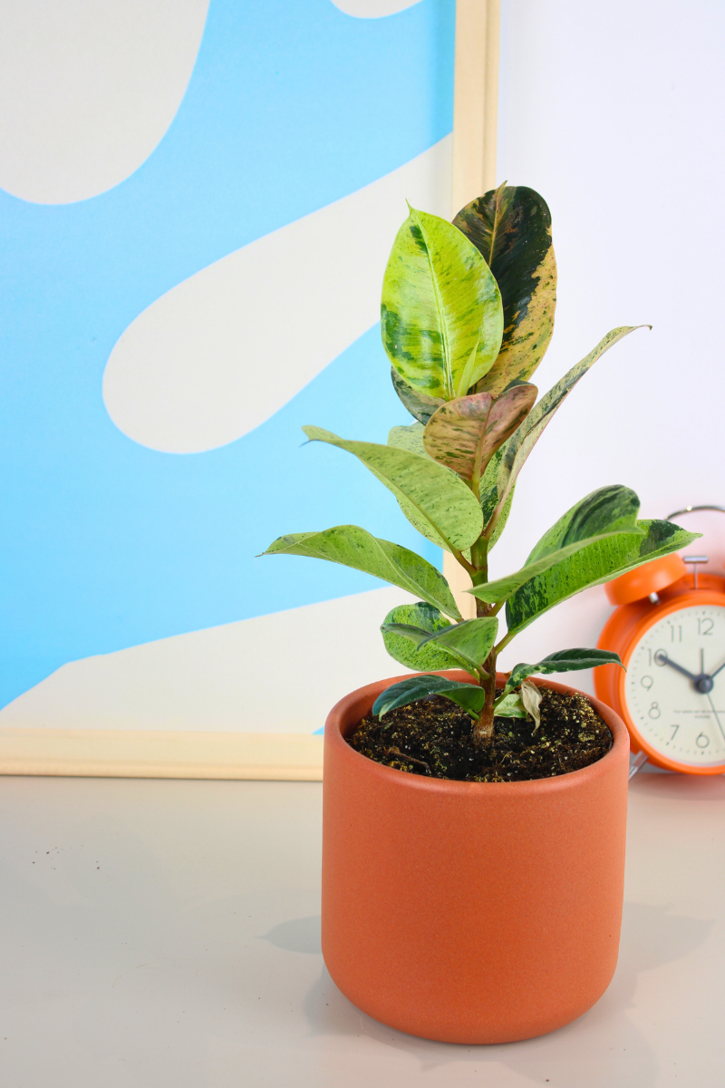 Moonshine Rubber Plant