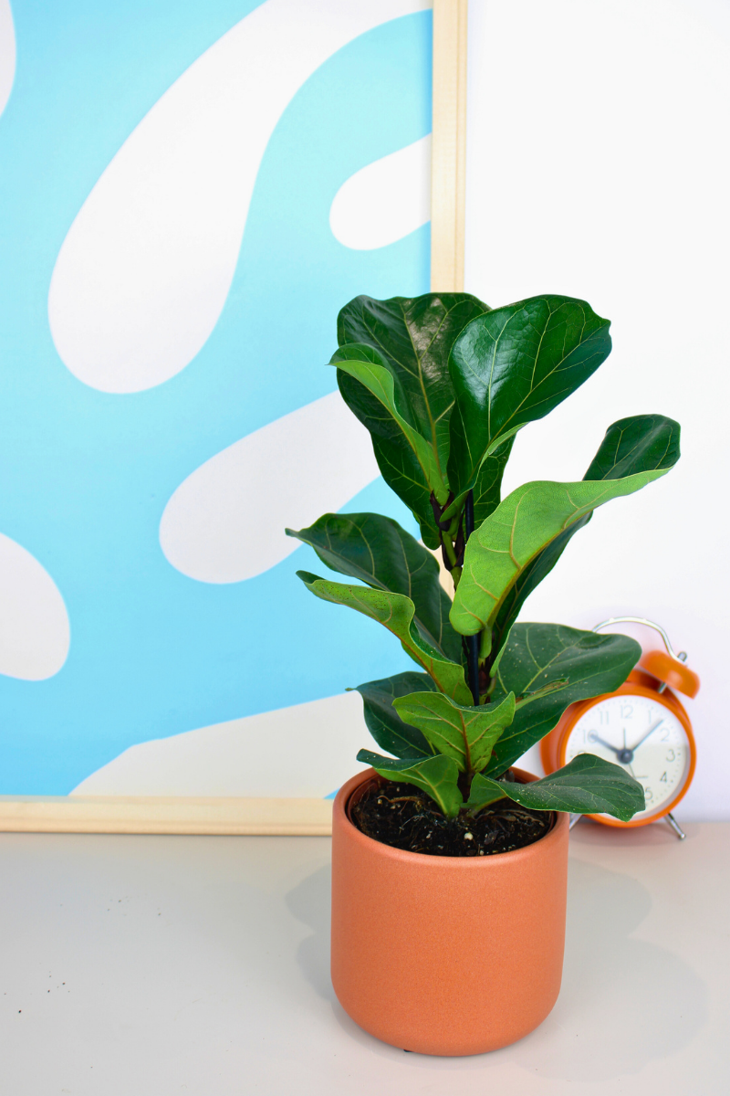 Dwarf Fiddle Leaf Fig