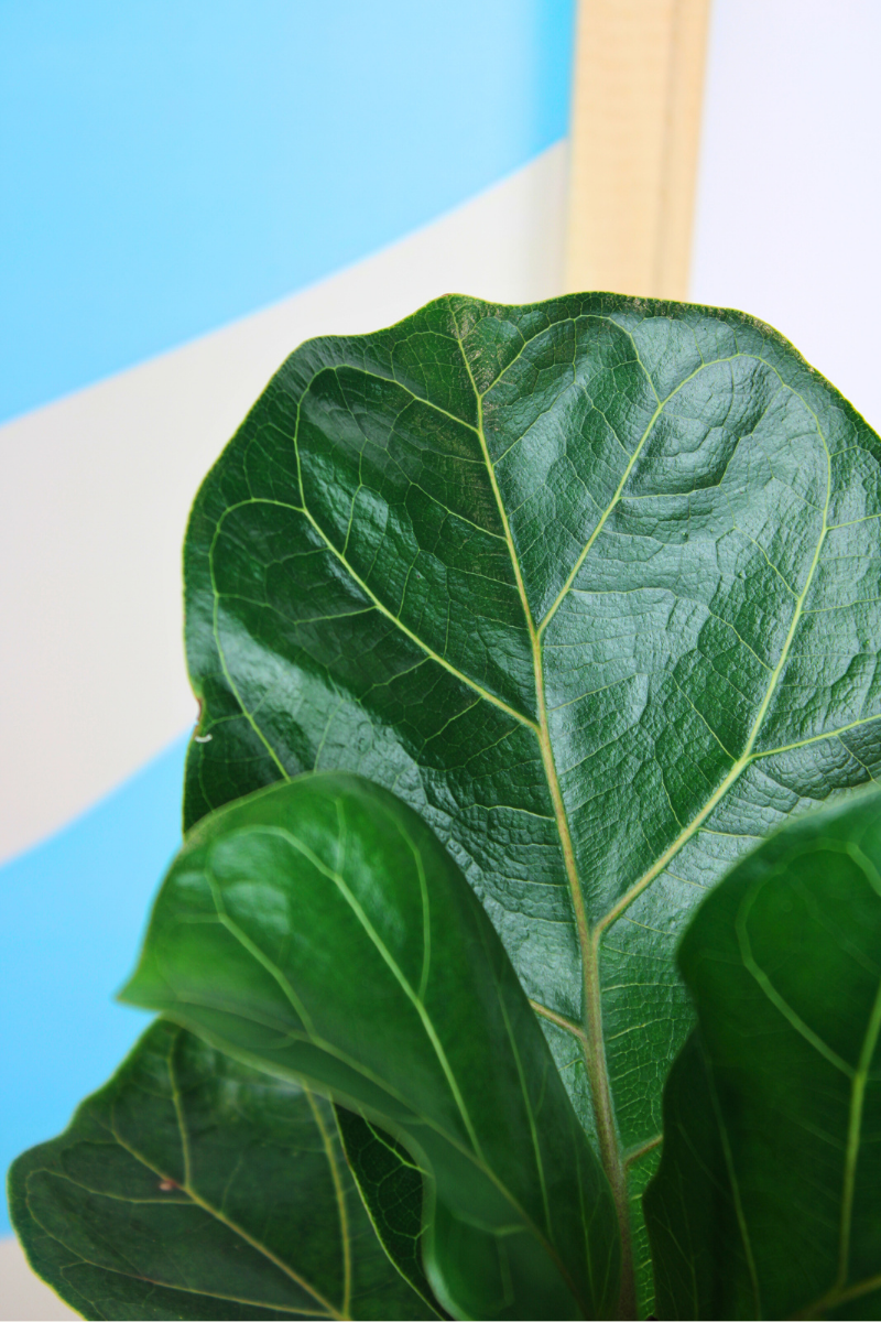 Dwarf Fiddle Leaf Fig