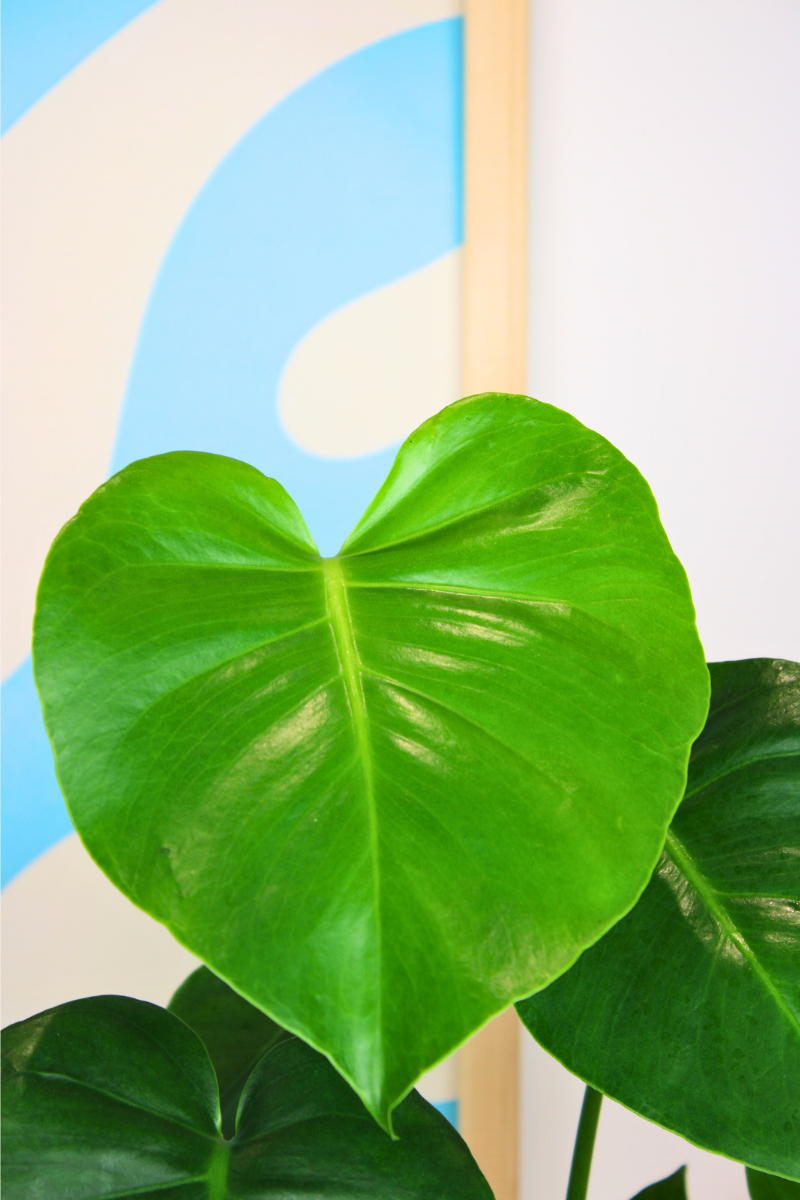 Swiss Cheese Plant