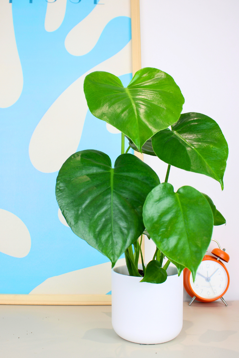 Swiss Cheese Plant